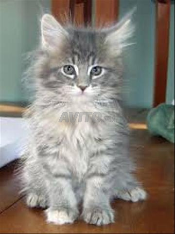 Gris bleu roux bébé chat - 2