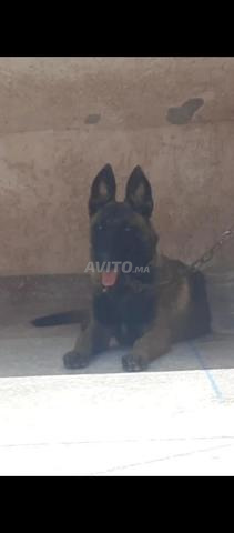 Super femelle Malinois charbonné pure race - 2