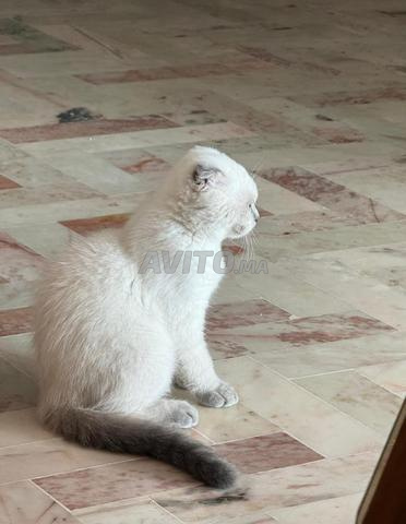 قط سكوتش فولد