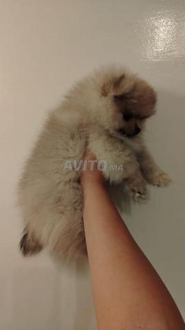 Spitz loulou - 2