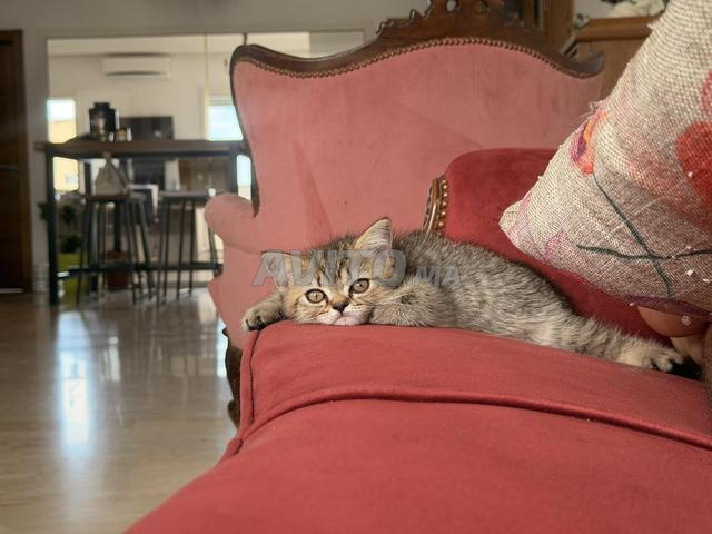 Chat écossais - 2