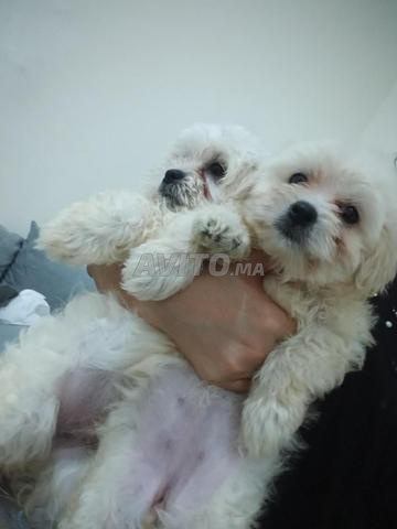 Bichon maltais - 2