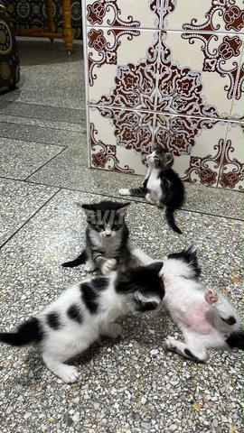 Petits chats à adopter - 2