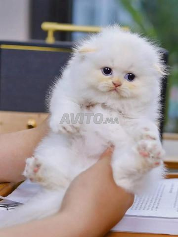Chaton Scottish fold & British