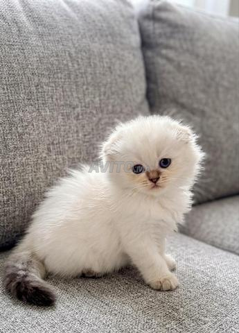 Chaton Scottish fold & British - 2