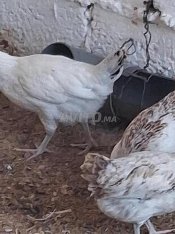 Poules Khalit - 2