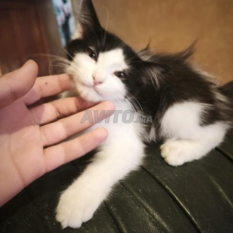 Donne 2 chats - 2