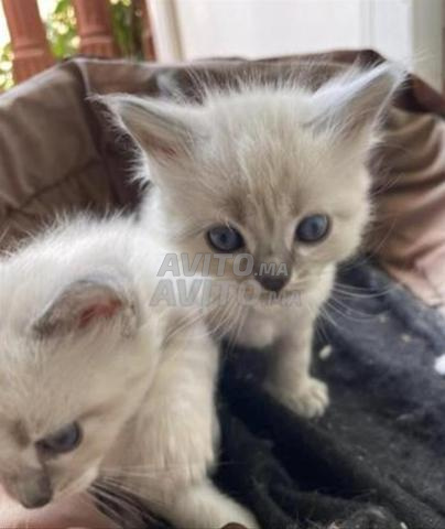 Chaton bébé angora turc - 2