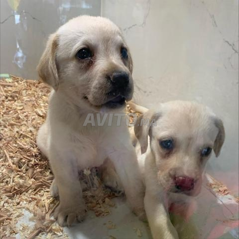 Chiots Labrador - 2