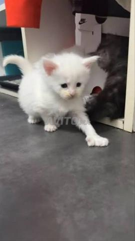 Chaton bébé angora - 2