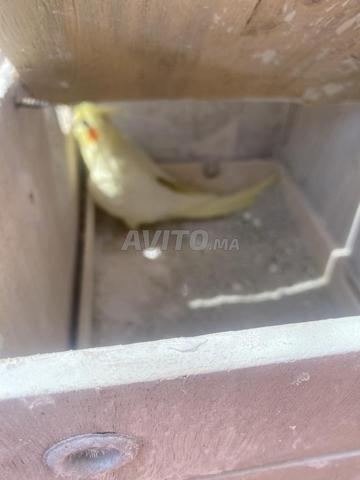 طيور كوكتيل زوجية مفرخة مع قفصها - 2