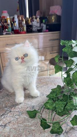 Chat Himalaya Persan Cremy point - 2