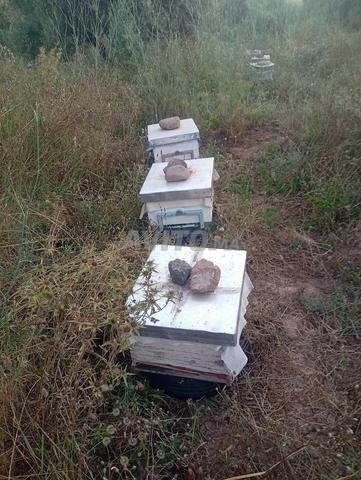 10 ruches à vendre