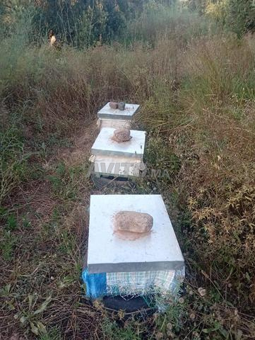 10 ruches à vendre - 2