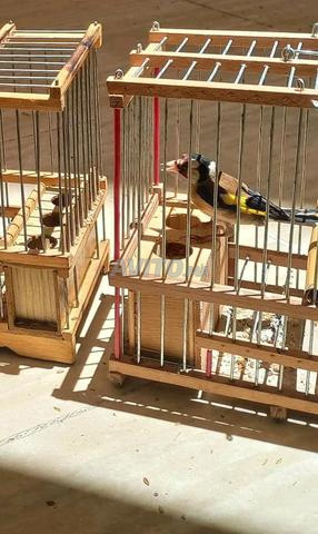 Pot avec sa cage et sa douzaine - 2
