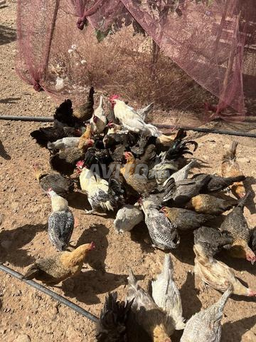 Poulets locaux à vendre