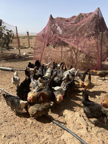 دجاج بلدي للبيع - 2