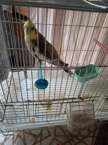 Oiseau Calopsitte