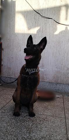 Femelle Malinois 4 mois charbonnée à vendre