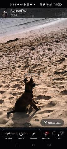 Femelle Malinois 4 mois charbonnée à vendre - 2