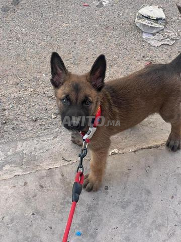 Femelle Malinois 3 mois - 2