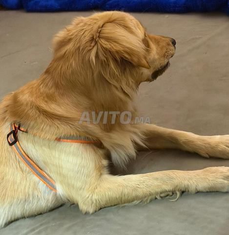 🐶 للبيع كلب Golden Retriever 🐶 - 2