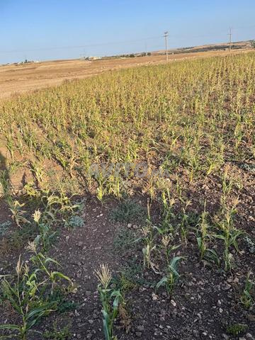 أرض فلاحية للبيع صالحة للبناء والزراعة