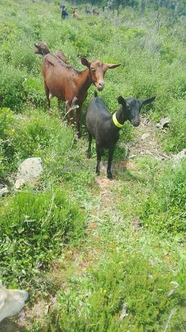 Chèvres laitières à vendre - 2
