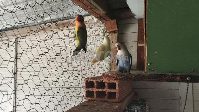 Oiseaux Rose et Fischer - 2