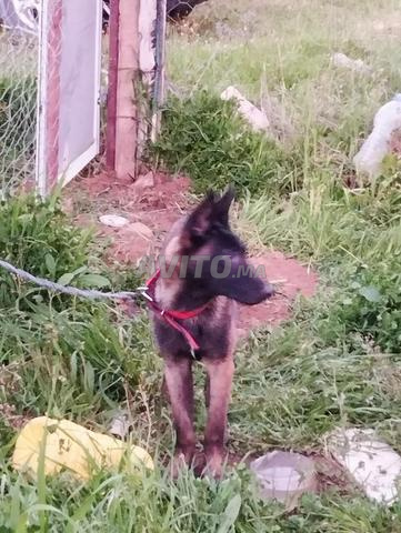 Chien malinois - 2