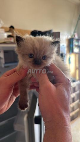 Chatons Highland Straight et Fold adorables disponibles. - 2