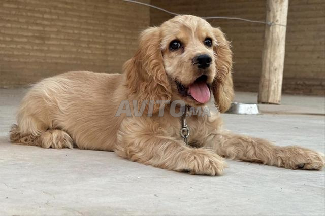 Cocker Spaniel Anglais - 2