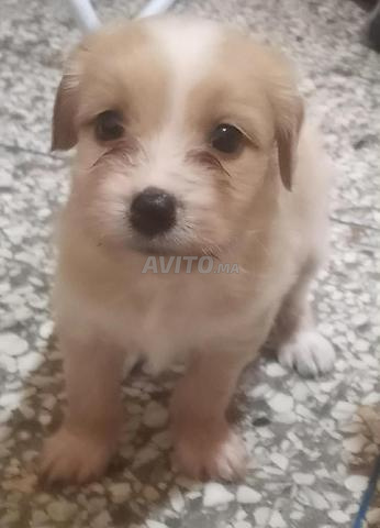 جرو صغير من فصيلة بيشون بكامل مستلزماته..