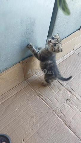 سكوتش فولد - 2