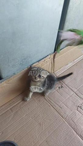 Scottish Fold - 2