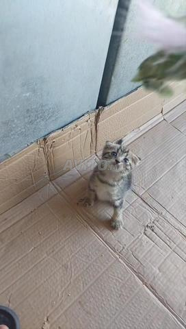 Scottish Fold