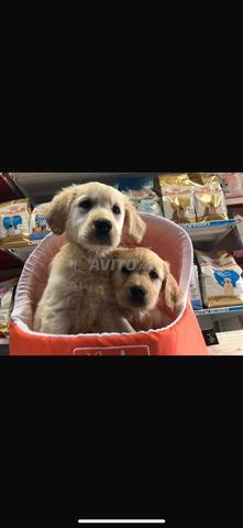 Chiot Golden Retriever - 2