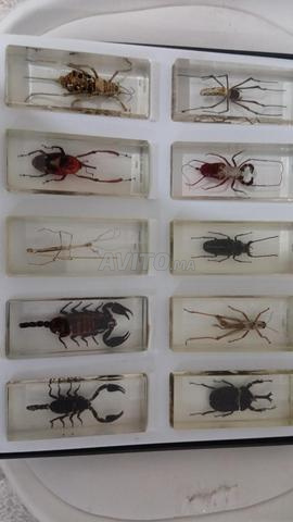 Insectes réels conservés dans de la résine transparente - 2