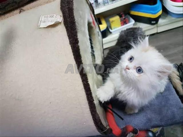 قط أنغورا أبيض طويل الشعر - 2