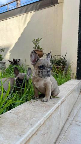 chiots bulldog francais - 2
