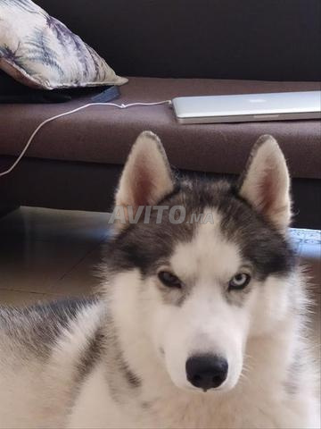 Husky Sibérien Pure Race - À Vendre - 2