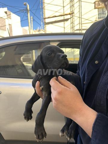 Chiot Pointer Anglais - 2