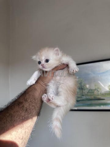 Chat Persan - 2