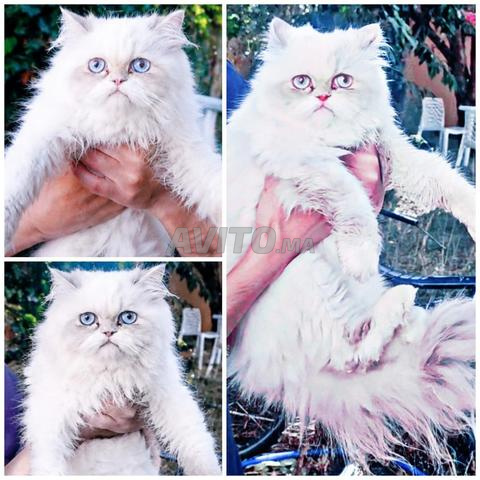 Chat Persan chirazi female - 2