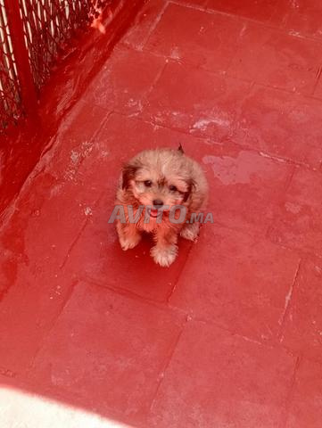 2 femelles bichon havanais - 2