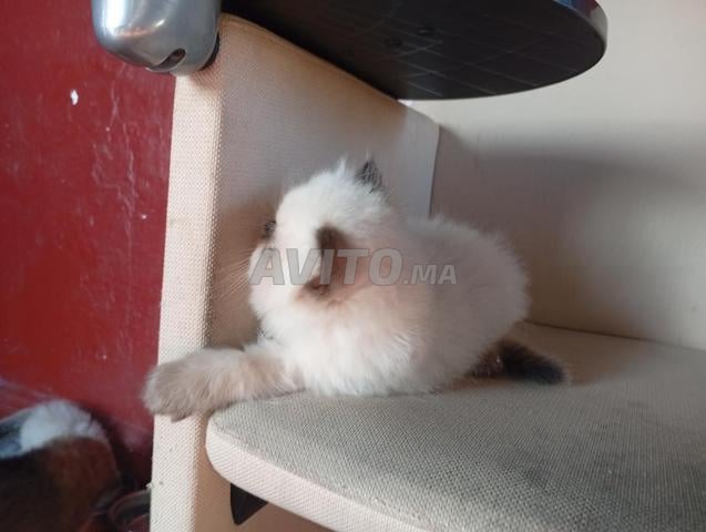 Chatte persane Himalaya femelle - 2