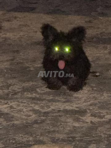 Magnifique Chiot Caniche Nain Noir Pur Race - 2