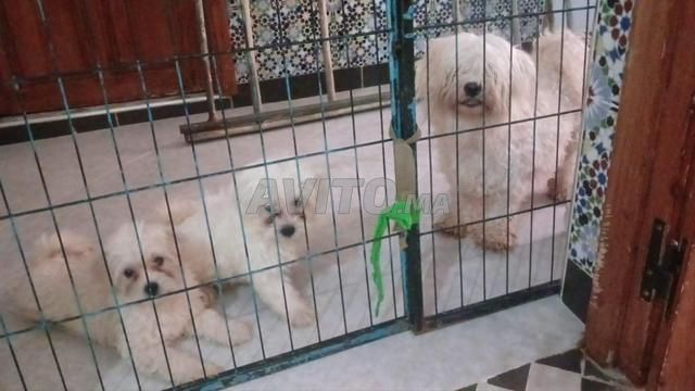Bichon maltais pure race - 2