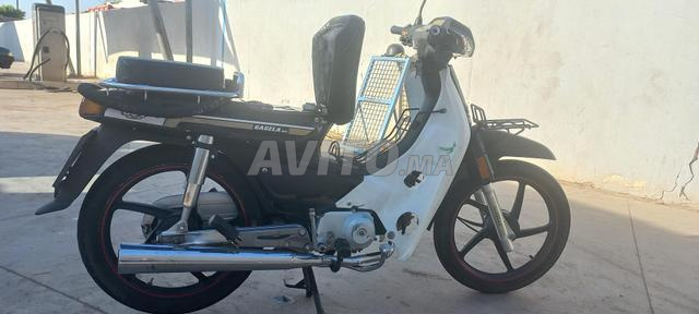 GACELA BLET - 2