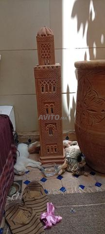 خراف لمن أراد تربيتها